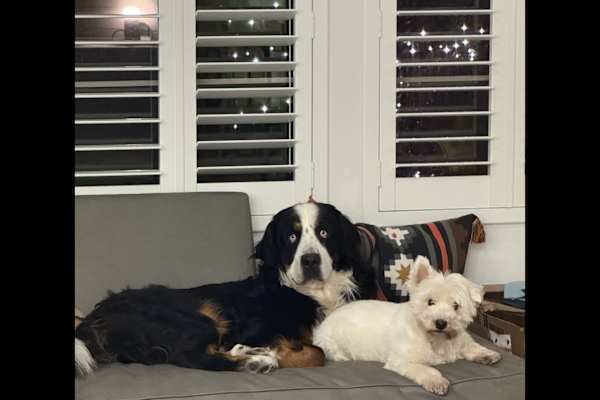 House sit in Irvine, CA, US