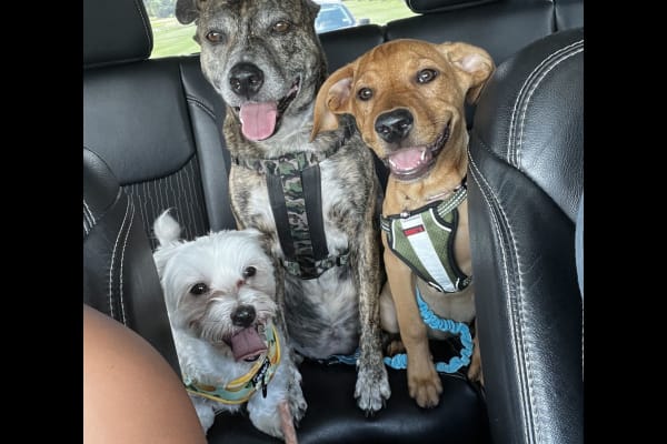 house sitting jobs miami House sit in Davenport, FL, US