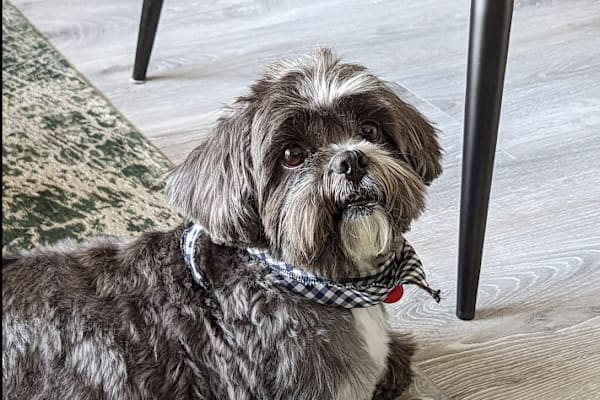 House sit in Dublin, Ireland