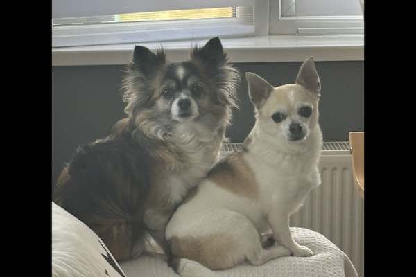 House sit in Pewsey, United Kingdom