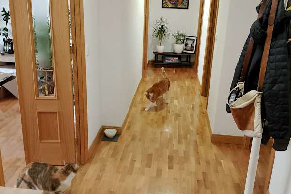 House sit in Logroño, Spain