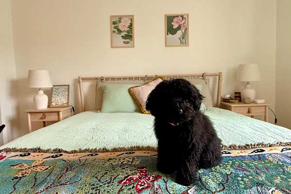 House sit in Basel, Switzerland