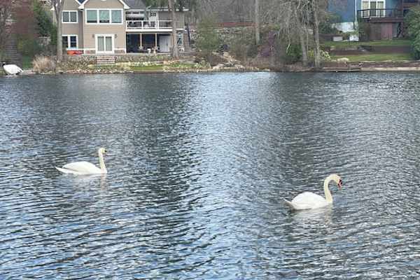 House sit in Denville, NJ, US