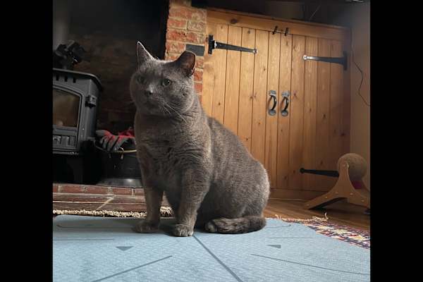 House sit in Norwich, United Kingdom