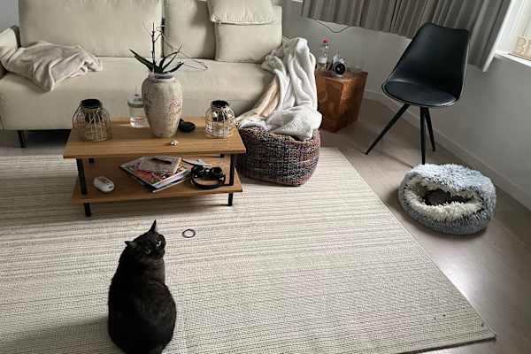 House sit in De Panne, Belgium