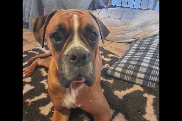 House sit in Gorron, France