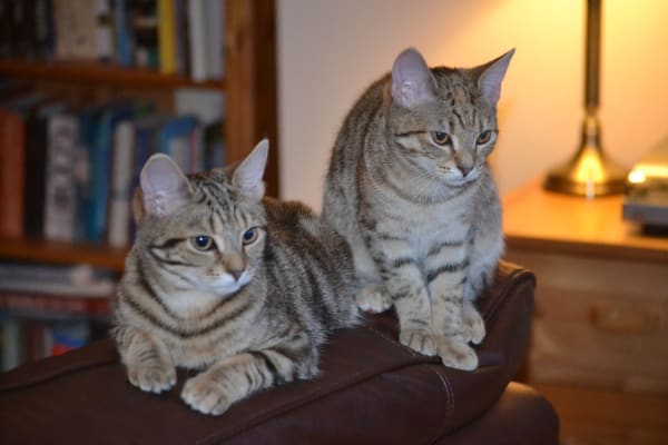 House sit in Swavesey, United Kingdom