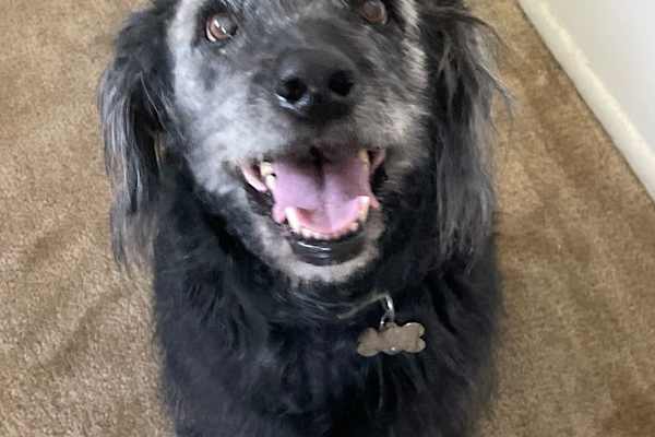 House sit in Lakewood, CO, US