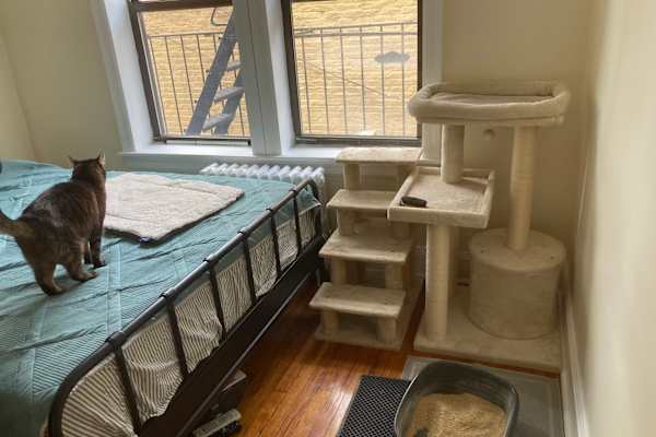 House sit in Borough of Queens, NY, US