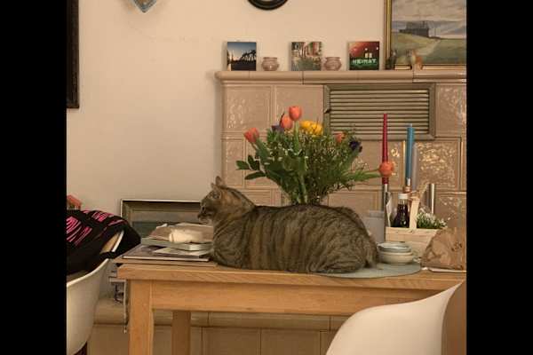 House sit in Freiburg, Germany