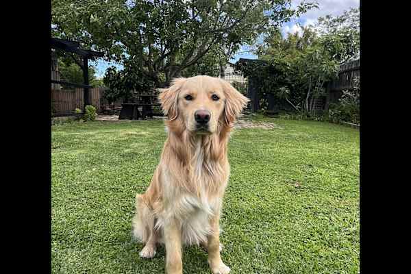 House sit in Melbourne, VIC, Australia