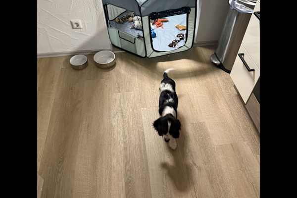 House sit in Haschbach am Remigiusberg, Germany