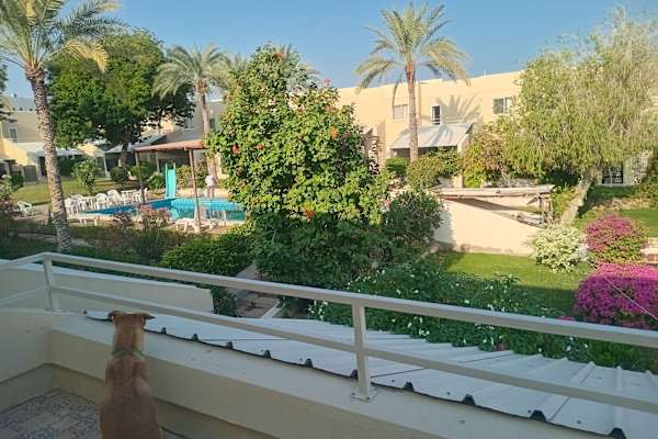 House sit in Muscat, Oman