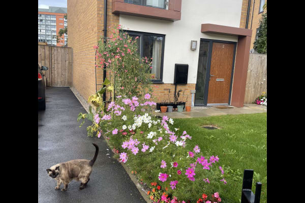 House sit in Manchester, United Kingdom