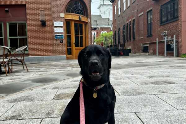 House sit in Portsmouth, NH, US