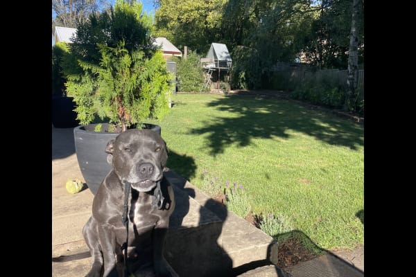 House sit in Orange, NSW, Australia