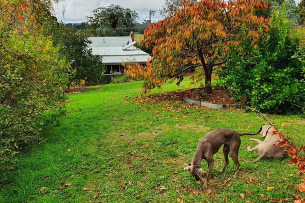 House sit in Forrest, VIC, Australia