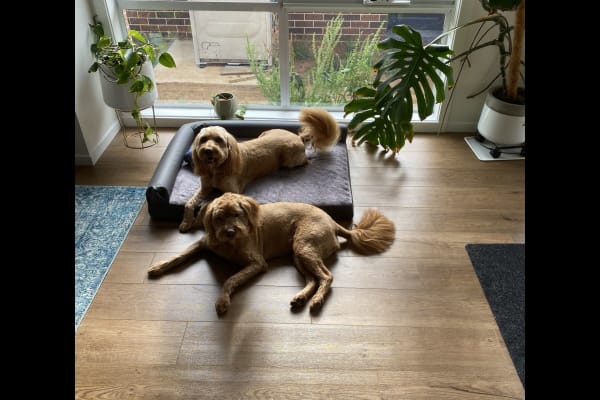 House sit in Orange, NSW, Australia