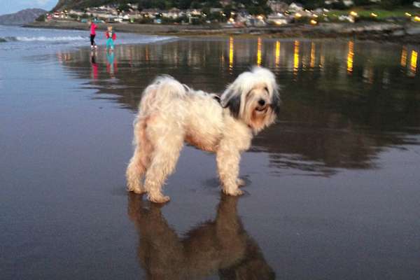 House sit in Llanfairfechan, United Kingdom