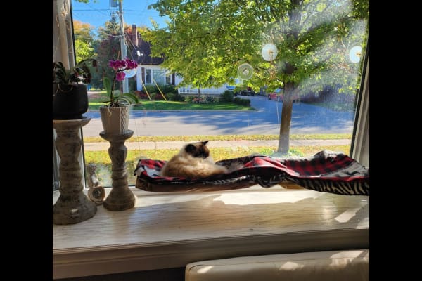 House sit in Lindsay, ON, Canada