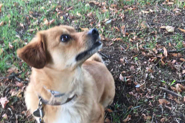 House sit in Oxford, United Kingdom