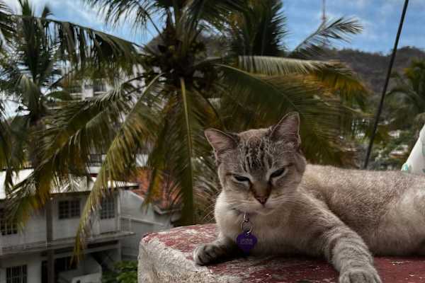 House sit in Puerto Vallarta, Mexico
