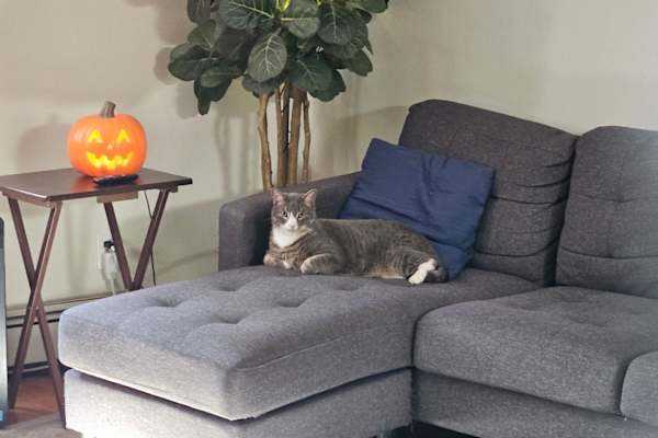 House sit in Wappingers Falls, NY, US