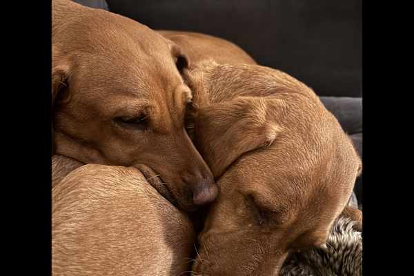 House sit in Woodstock, United Kingdom