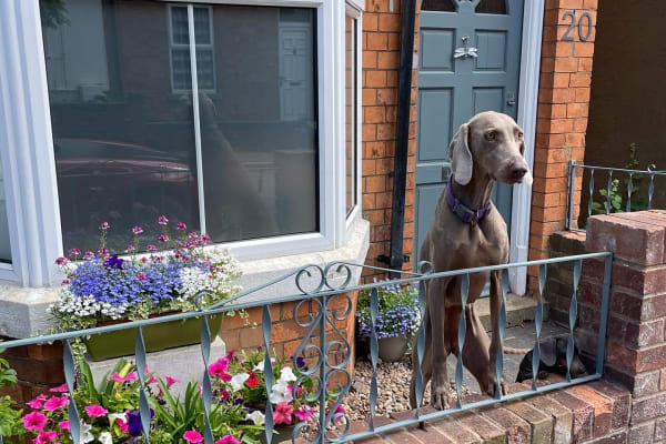 House sit in Market Harborough, United Kingdom