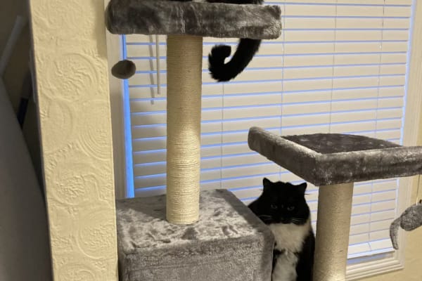 House sit in Santa Rosa, CA, US