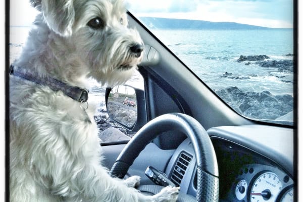 Dog Friendly Guide To Honolulu