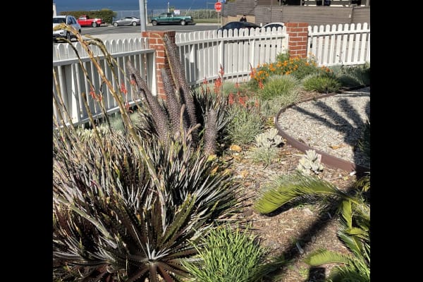 House sit in Playa del Rey, CA, US