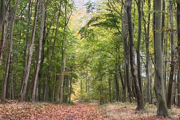 House sit in Stengade, Denmark