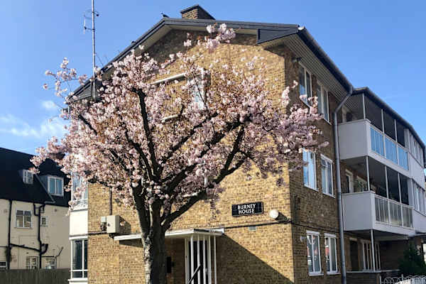 House sit in London, United Kingdom
