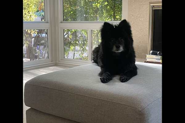 House sit in Lafayette, CA, US