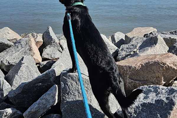 House sit in Hilton Head, SC, US