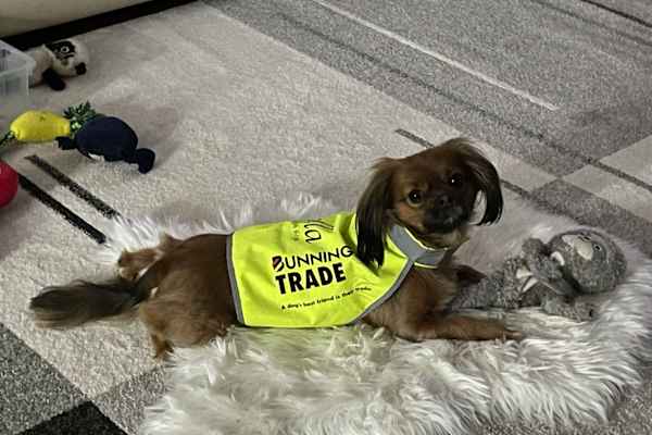 House sit in Melbourne, VIC, Australia