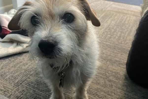 House sit in San Rafael, CA, US