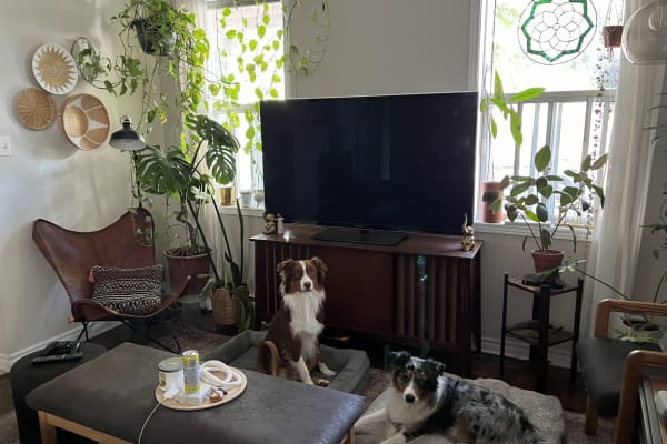 House sit in Ottawa, ON, Canada