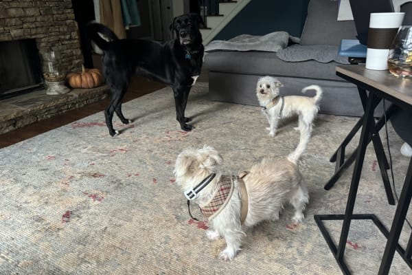 House sit in Suwanee, GA, US