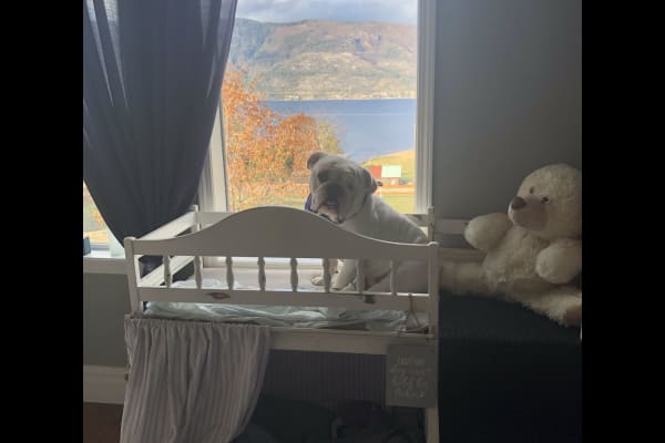 House sit in Kelowna, BC, Canada