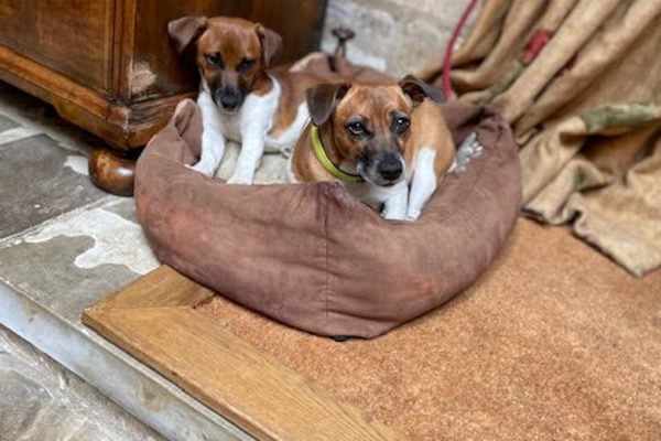 House sit in Guiting Power, United Kingdom