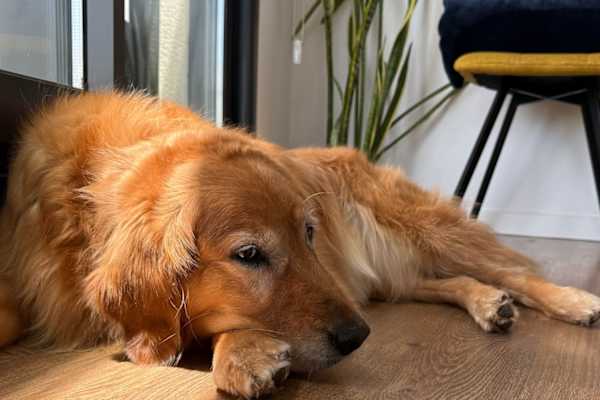 House sit in Valencia, Spain