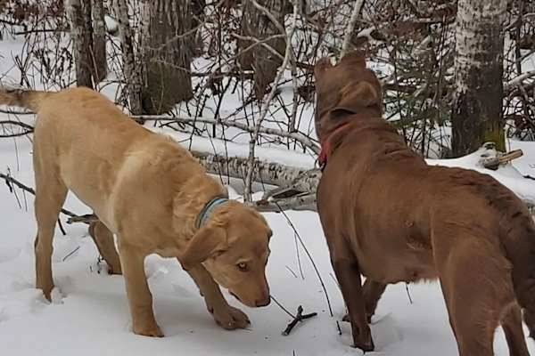 House sit in Sydney, NS, Canada