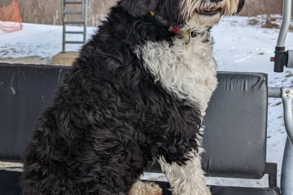 House sit in Collingwood, ON, Canada