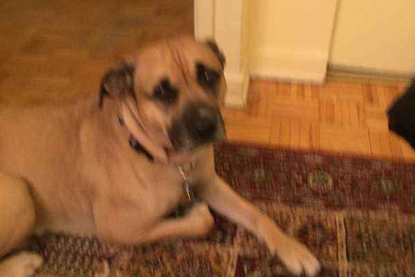 House sit in Montréal, QC, Canada