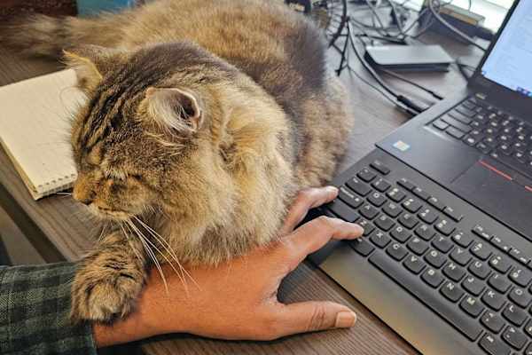 House sit in Melbourne, VIC, Australia