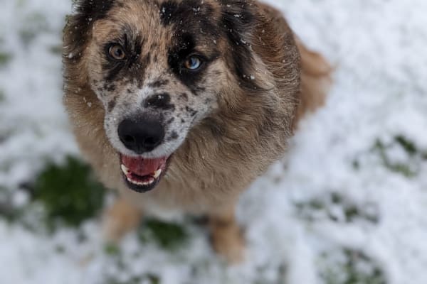 House sit in Portland, OR, US