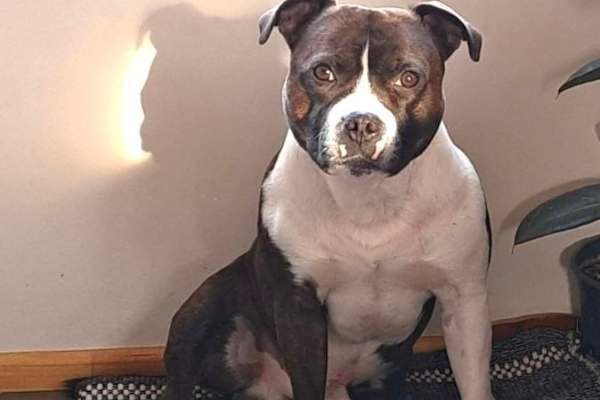 House sit in Puerto Natales, Chile