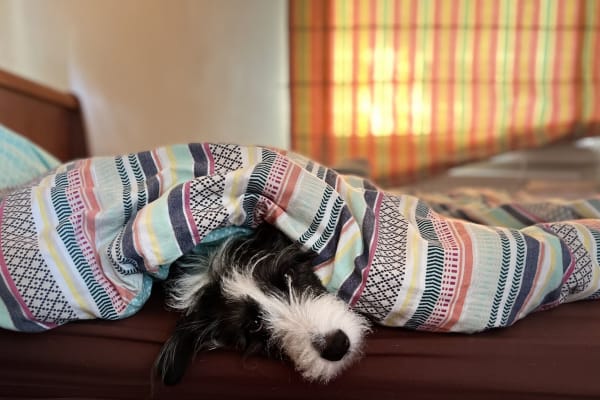 House sit in Charsfield, United Kingdom